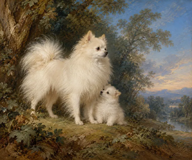 Pomeranian Bitch and Puppy